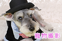 Jv dv Pet Photo